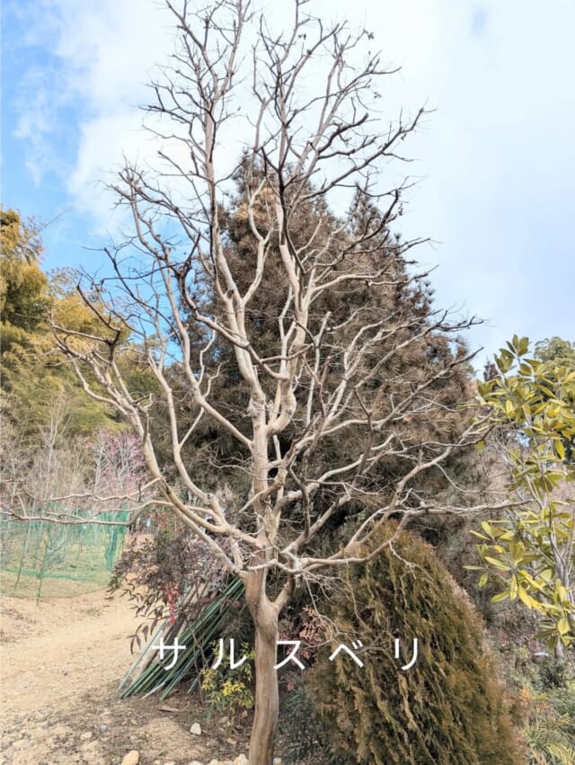 株式会社 京都芳樹園 | 京都市西京区桂の植木と観葉植物の専門店