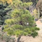 京都芳樹園